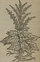 Picture 142 of 801 from A nievve herball, or Historie of plantes : wherein is contayned the whole discourse and perfect description of all sortes of herbes and plantes : their divers & sundry kindes ... and that not onely of those whiche are here growyng in this our countrie of Englande, but of all others also of forrayne realmes commonly used in physicke ; first set foorth in the Doutche or Almaigne tongue (1578), leaf 151