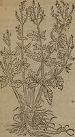 Picture 144 of 801 from A nievve herball, or Historie of plantes : wherein is contayned the whole discourse and perfect description of all sortes of herbes and plantes : their divers & sundry kindes ... and that not onely of those whiche are here growyng in this our countrie of Englande, but of all others also of forrayne realmes commonly used in physicke ; first set foorth in the Doutche or Almaigne tongue (1578), leaf 153