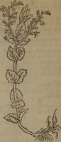 Picture 145 of 801 from A nievve herball, or Historie of plantes : wherein is contayned the whole discourse and perfect description of all sortes of herbes and plantes : their divers & sundry kindes ... and that not onely of those whiche are here growyng in this our countrie of Englande, but of all others also of forrayne realmes commonly used in physicke ; first set foorth in the Doutche or Almaigne tongue (1578), leaf 153