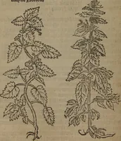 Picture 147 of 801 from A nievve herball, or Historie of plantes : wherein is contayned the whole discourse and perfect description of all sortes of herbes and plantes : their divers & sundry kindes ... and that not onely of those whiche are here growyng in this our countrie of Englande, but of all others also of forrayne realmes commonly used in physicke ; first set foorth in the Doutche or Almaigne tongue (1578), leaf 155