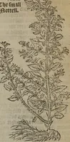 An illustration from A nievve herball, or Historie of plantes : wherein is contayned the whole discourse and perfect description of all sortes of herbes and plantes : their divers & sundry kindes ... and that not onely of those whiche are here growyng in this our countrie of Englande, but of all others also of forrayne realmes commonly used in physicke ; first set foorth in the Doutche or Almaigne tongue (1578)