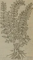 Picture 151 of 801 from A nievve herball, or Historie of plantes : wherein is contayned the whole discourse and perfect description of all sortes of herbes and plantes : their divers & sundry kindes ... and that not onely of those whiche are here growyng in this our countrie of Englande, but of all others also of forrayne realmes commonly used in physicke ; first set foorth in the Doutche or Almaigne tongue (1578), leaf 158