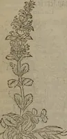 Picture 152 of 801 from A nievve herball, or Historie of plantes : wherein is contayned the whole discourse and perfect description of all sortes of herbes and plantes : their divers & sundry kindes ... and that not onely of those whiche are here growyng in this our countrie of Englande, but of all others also of forrayne realmes commonly used in physicke ; first set foorth in the Doutche or Almaigne tongue (1578), leaf 159