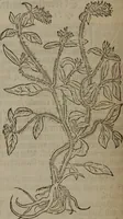Picture 153 of 801 from A nievve herball, or Historie of plantes : wherein is contayned the whole discourse and perfect description of all sortes of herbes and plantes : their divers & sundry kindes ... and that not onely of those whiche are here growyng in this our countrie of Englande, but of all others also of forrayne realmes commonly used in physicke ; first set foorth in the Doutche or Almaigne tongue (1578), leaf 159