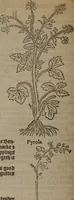 Picture 154 of 801 from A nievve herball, or Historie of plantes : wherein is contayned the whole discourse and perfect description of all sortes of herbes and plantes : their divers & sundry kindes ... and that not onely of those whiche are here growyng in this our countrie of Englande, but of all others also of forrayne realmes commonly used in physicke ; first set foorth in the Doutche or Almaigne tongue (1578), leaf 161