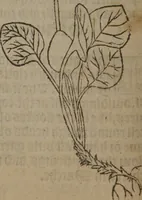 An illustration from A nievve herball, or Historie of plantes : wherein is contayned the whole discourse and perfect description of all sortes of herbes and plantes : their divers & sundry kindes ... and that not onely of those whiche are here growyng in this our countrie of Englande, but of all others also of forrayne realmes commonly used in physicke ; first set foorth in the Doutche or Almaigne tongue (1578)