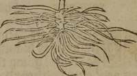 An illustration from A nievve herball, or Historie of plantes : wherein is contayned the whole discourse and perfect description of all sortes of herbes and plantes : their divers & sundry kindes ... and that not onely of those whiche are here growyng in this our countrie of Englande, but of all others also of forrayne realmes commonly used in physicke ; first set foorth in the Doutche or Almaigne tongue (1578)