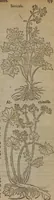 Picture 157 of 801 from A nievve herball, or Historie of plantes : wherein is contayned the whole discourse and perfect description of all sortes of herbes and plantes : their divers & sundry kindes ... and that not onely of those whiche are here growyng in this our countrie of Englande, but of all others also of forrayne realmes commonly used in physicke ; first set foorth in the Doutche or Almaigne tongue (1578), leaf 166