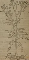 Picture 158 of 801 from A nievve herball, or Historie of plantes : wherein is contayned the whole discourse and perfect description of all sortes of herbes and plantes : their divers & sundry kindes ... and that not onely of those whiche are here growyng in this our countrie of Englande, but of all others also of forrayne realmes commonly used in physicke ; first set foorth in the Doutche or Almaigne tongue (1578), leaf 167