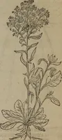 Picture 159 of 801 from A nievve herball, or Historie of plantes : wherein is contayned the whole discourse and perfect description of all sortes of herbes and plantes : their divers & sundry kindes ... and that not onely of those whiche are here growyng in this our countrie of Englande, but of all others also of forrayne realmes commonly used in physicke ; first set foorth in the Doutche or Almaigne tongue (1578), leaf 168