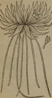 Picture 160 of 801 from A nievve herball, or Historie of plantes : wherein is contayned the whole discourse and perfect description of all sortes of herbes and plantes : their divers & sundry kindes ... and that not onely of those whiche are here growyng in this our countrie of Englande, but of all others also of forrayne realmes commonly used in physicke ; first set foorth in the Doutche or Almaigne tongue (1578), leaf 169