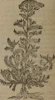 Picture 161 of 801 from A nievve herball, or Historie of plantes : wherein is contayned the whole discourse and perfect description of all sortes of herbes and plantes : their divers & sundry kindes ... and that not onely of those whiche are here growyng in this our countrie of Englande, but of all others also of forrayne realmes commonly used in physicke ; first set foorth in the Doutche or Almaigne tongue (1578), leaf 169