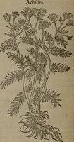 Picture 163 of 801 from A nievve herball, or Historie of plantes : wherein is contayned the whole discourse and perfect description of all sortes of herbes and plantes : their divers & sundry kindes ... and that not onely of those whiche are here growyng in this our countrie of Englande, but of all others also of forrayne realmes commonly used in physicke ; first set foorth in the Doutche or Almaigne tongue (1578), leaf 171