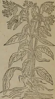 Picture 164 of 801 from A nievve herball, or Historie of plantes : wherein is contayned the whole discourse and perfect description of all sortes of herbes and plantes : their divers & sundry kindes ... and that not onely of those whiche are here growyng in this our countrie of Englande, but of all others also of forrayne realmes commonly used in physicke ; first set foorth in the Doutche or Almaigne tongue (1578), leaf 172