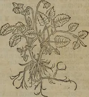 Picture 165 of 801 from A nievve herball, or Historie of plantes : wherein is contayned the whole discourse and perfect description of all sortes of herbes and plantes : their divers & sundry kindes ... and that not onely of those whiche are here growyng in this our countrie of Englande, but of all others also of forrayne realmes commonly used in physicke ; first set foorth in the Doutche or Almaigne tongue (1578), leaf 174