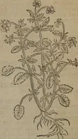 Picture 166 of 801 from A nievve herball, or Historie of plantes : wherein is contayned the whole discourse and perfect description of all sortes of herbes and plantes : their divers & sundry kindes ... and that not onely of those whiche are here growyng in this our countrie of Englande, but of all others also of forrayne realmes commonly used in physicke ; first set foorth in the Doutche or Almaigne tongue (1578), leaf 176