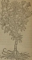 Picture 167 of 801 from A nievve herball, or Historie of plantes : wherein is contayned the whole discourse and perfect description of all sortes of herbes and plantes : their divers & sundry kindes ... and that not onely of those whiche are here growyng in this our countrie of Englande, but of all others also of forrayne realmes commonly used in physicke ; first set foorth in the Doutche or Almaigne tongue (1578), leaf 177