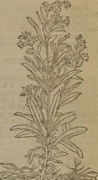 Picture 168 of 801 from A nievve herball, or Historie of plantes : wherein is contayned the whole discourse and perfect description of all sortes of herbes and plantes : their divers & sundry kindes ... and that not onely of those whiche are here growyng in this our countrie of Englande, but of all others also of forrayne realmes commonly used in physicke ; first set foorth in the Doutche or Almaigne tongue (1578), leaf 178