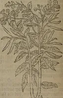 Picture 170 of 801 from A nievve herball, or Historie of plantes : wherein is contayned the whole discourse and perfect description of all sortes of herbes and plantes : their divers & sundry kindes ... and that not onely of those whiche are here growyng in this our countrie of Englande, but of all others also of forrayne realmes commonly used in physicke ; first set foorth in the Doutche or Almaigne tongue (1578), leaf 179