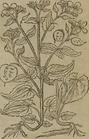 Picture 171 of 801 from A nievve herball, or Historie of plantes : wherein is contayned the whole discourse and perfect description of all sortes of herbes and plantes : their divers & sundry kindes ... and that not onely of those whiche are here growyng in this our countrie of Englande, but of all others also of forrayne realmes commonly used in physicke ; first set foorth in the Doutche or Almaigne tongue (1578), leaf 180