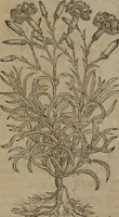 Picture 172 of 801 from A nievve herball, or Historie of plantes : wherein is contayned the whole discourse and perfect description of all sortes of herbes and plantes : their divers & sundry kindes ... and that not onely of those whiche are here growyng in this our countrie of Englande, but of all others also of forrayne realmes commonly used in physicke ; first set foorth in the Doutche or Almaigne tongue (1578), leaf 181