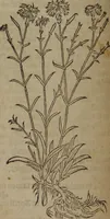 Picture 173 of 801 from A nievve herball, or Historie of plantes : wherein is contayned the whole discourse and perfect description of all sortes of herbes and plantes : their divers & sundry kindes ... and that not onely of those whiche are here growyng in this our countrie of Englande, but of all others also of forrayne realmes commonly used in physicke ; first set foorth in the Doutche or Almaigne tongue (1578), leaf 181