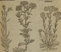 Picture 174 of 801 from A nievve herball, or Historie of plantes : wherein is contayned the whole discourse and perfect description of all sortes of herbes and plantes : their divers & sundry kindes ... and that not onely of those whiche are here growyng in this our countrie of Englande, but of all others also of forrayne realmes commonly used in physicke ; first set foorth in the Doutche or Almaigne tongue (1578), leaf 182