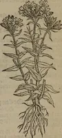 Picture 175 of 801 from A nievve herball, or Historie of plantes : wherein is contayned the whole discourse and perfect description of all sortes of herbes and plantes : their divers & sundry kindes ... and that not onely of those whiche are here growyng in this our countrie of Englande, but of all others also of forrayne realmes commonly used in physicke ; first set foorth in the Doutche or Almaigne tongue (1578), leaf 184