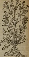 Picture 176 of 801 from A nievve herball, or Historie of plantes : wherein is contayned the whole discourse and perfect description of all sortes of herbes and plantes : their divers & sundry kindes ... and that not onely of those whiche are here growyng in this our countrie of Englande, but of all others also of forrayne realmes commonly used in physicke ; first set foorth in the Doutche or Almaigne tongue (1578), leaf 185