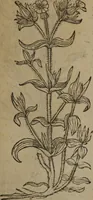 Picture 177 of 801 from A nievve herball, or Historie of plantes : wherein is contayned the whole discourse and perfect description of all sortes of herbes and plantes : their divers & sundry kindes ... and that not onely of those whiche are here growyng in this our countrie of Englande, but of all others also of forrayne realmes commonly used in physicke ; first set foorth in the Doutche or Almaigne tongue (1578), leaf 186