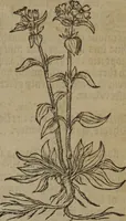 Picture 178 of 801 from A nievve herball, or Historie of plantes : wherein is contayned the whole discourse and perfect description of all sortes of herbes and plantes : their divers & sundry kindes ... and that not onely of those whiche are here growyng in this our countrie of Englande, but of all others also of forrayne realmes commonly used in physicke ; first set foorth in the Doutche or Almaigne tongue (1578), leaf 186