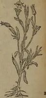 Picture 179 of 801 from A nievve herball, or Historie of plantes : wherein is contayned the whole discourse and perfect description of all sortes of herbes and plantes : their divers & sundry kindes ... and that not onely of those whiche are here growyng in this our countrie of Englande, but of all others also of forrayne realmes commonly used in physicke ; first set foorth in the Doutche or Almaigne tongue (1578), leaf 187