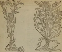 Picture 180 of 801 from A nievve herball, or Historie of plantes : wherein is contayned the whole discourse and perfect description of all sortes of herbes and plantes : their divers & sundry kindes ... and that not onely of those whiche are here growyng in this our countrie of Englande, but of all others also of forrayne realmes commonly used in physicke ; first set foorth in the Doutche or Almaigne tongue (1578), leaf 188