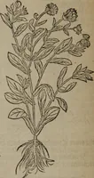 Picture 181 of 801 from A nievve herball, or Historie of plantes : wherein is contayned the whole discourse and perfect description of all sortes of herbes and plantes : their divers & sundry kindes ... and that not onely of those whiche are here growyng in this our countrie of Englande, but of all others also of forrayne realmes commonly used in physicke ; first set foorth in the Doutche or Almaigne tongue (1578), leaf 189
