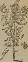 Picture 182 of 801 from A nievve herball, or Historie of plantes : wherein is contayned the whole discourse and perfect description of all sortes of herbes and plantes : their divers & sundry kindes ... and that not onely of those whiche are here growyng in this our countrie of Englande, but of all others also of forrayne realmes commonly used in physicke ; first set foorth in the Doutche or Almaigne tongue (1578), leaf 190