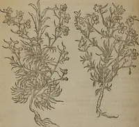 Picture 183 of 801 from A nievve herball, or Historie of plantes : wherein is contayned the whole discourse and perfect description of all sortes of herbes and plantes : their divers & sundry kindes ... and that not onely of those whiche are here growyng in this our countrie of Englande, but of all others also of forrayne realmes commonly used in physicke ; first set foorth in the Doutche or Almaigne tongue (1578), leaf 191