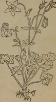 Picture 184 of 801 from A nievve herball, or Historie of plantes : wherein is contayned the whole discourse and perfect description of all sortes of herbes and plantes : their divers & sundry kindes ... and that not onely of those whiche are here growyng in this our countrie of Englande, but of all others also of forrayne realmes commonly used in physicke ; first set foorth in the Doutche or Almaigne tongue (1578), leaf 192