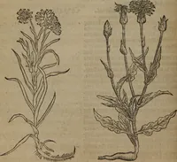 Picture 185 of 801 from A nievve herball, or Historie of plantes : wherein is contayned the whole discourse and perfect description of all sortes of herbes and plantes : their divers & sundry kindes ... and that not onely of those whiche are here growyng in this our countrie of Englande, but of all others also of forrayne realmes commonly used in physicke ; first set foorth in the Doutche or Almaigne tongue (1578), leaf 193