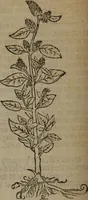 Picture 187 of 801 from A nievve herball, or Historie of plantes : wherein is contayned the whole discourse and perfect description of all sortes of herbes and plantes : their divers & sundry kindes ... and that not onely of those whiche are here growyng in this our countrie of Englande, but of all others also of forrayne realmes commonly used in physicke ; first set foorth in the Doutche or Almaigne tongue (1578), leaf 195