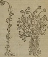 An illustration from A nievve herball, or Historie of plantes : wherein is contayned the whole discourse and perfect description of all sortes of herbes and plantes : their divers & sundry kindes ... and that not onely of those whiche are here growyng in this our countrie of Englande, but of all others also of forrayne realmes commonly used in physicke ; first set foorth in the Doutche or Almaigne tongue (1578)