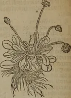 An illustration from A nievve herball, or Historie of plantes : wherein is contayned the whole discourse and perfect description of all sortes of herbes and plantes : their divers & sundry kindes ... and that not onely of those whiche are here growyng in this our countrie of Englande, but of all others also of forrayne realmes commonly used in physicke ; first set foorth in the Doutche or Almaigne tongue (1578)