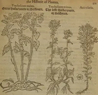 Picture 190 of 801 from A nievve herball, or Historie of plantes : wherein is contayned the whole discourse and perfect description of all sortes of herbes and plantes : their divers & sundry kindes ... and that not onely of those whiche are here growyng in this our countrie of Englande, but of all others also of forrayne realmes commonly used in physicke ; first set foorth in the Doutche or Almaigne tongue (1578), leaf 198