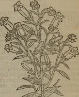 Picture 192 of 801 from A nievve herball, or Historie of plantes : wherein is contayned the whole discourse and perfect description of all sortes of herbes and plantes : their divers & sundry kindes ... and that not onely of those whiche are here growyng in this our countrie of Englande, but of all others also of forrayne realmes commonly used in physicke ; first set foorth in the Doutche or Almaigne tongue (1578), leaf 200