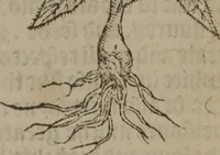 Picture 193 of 801 from A nievve herball, or Historie of plantes : wherein is contayned the whole discourse and perfect description of all sortes of herbes and plantes : their divers & sundry kindes ... and that not onely of those whiche are here growyng in this our countrie of Englande, but of all others also of forrayne realmes commonly used in physicke ; first set foorth in the Doutche or Almaigne tongue (1578), leaf 200