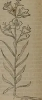 Picture 194 of 801 from A nievve herball, or Historie of plantes : wherein is contayned the whole discourse and perfect description of all sortes of herbes and plantes : their divers & sundry kindes ... and that not onely of those whiche are here growyng in this our countrie of Englande, but of all others also of forrayne realmes commonly used in physicke ; first set foorth in the Doutche or Almaigne tongue (1578), leaf 201