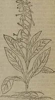 Picture 195 of 801 from A nievve herball, or Historie of plantes : wherein is contayned the whole discourse and perfect description of all sortes of herbes and plantes : their divers & sundry kindes ... and that not onely of those whiche are here growyng in this our countrie of Englande, but of all others also of forrayne realmes commonly used in physicke ; first set foorth in the Doutche or Almaigne tongue (1578), leaf 202