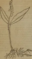 Picture 196 of 801 from A nievve herball, or Historie of plantes : wherein is contayned the whole discourse and perfect description of all sortes of herbes and plantes : their divers & sundry kindes ... and that not onely of those whiche are here growyng in this our countrie of Englande, but of all others also of forrayne realmes commonly used in physicke ; first set foorth in the Doutche or Almaigne tongue (1578), leaf 205