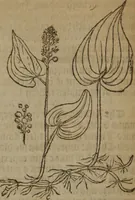 An illustration from A nievve herball, or Historie of plantes : wherein is contayned the whole discourse and perfect description of all sortes of herbes and plantes : their divers & sundry kindes ... and that not onely of those whiche are here growyng in this our countrie of Englande, but of all others also of forrayne realmes commonly used in physicke ; first set foorth in the Doutche or Almaigne tongue (1578)