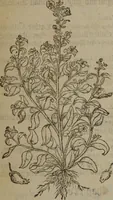 Picture 198 of 801 from A nievve herball, or Historie of plantes : wherein is contayned the whole discourse and perfect description of all sortes of herbes and plantes : their divers & sundry kindes ... and that not onely of those whiche are here growyng in this our countrie of Englande, but of all others also of forrayne realmes commonly used in physicke ; first set foorth in the Doutche or Almaigne tongue (1578), leaf 206