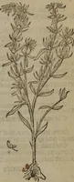 Picture 199 of 801 from A nievve herball, or Historie of plantes : wherein is contayned the whole discourse and perfect description of all sortes of herbes and plantes : their divers & sundry kindes ... and that not onely of those whiche are here growyng in this our countrie of Englande, but of all others also of forrayne realmes commonly used in physicke ; first set foorth in the Doutche or Almaigne tongue (1578), leaf 206